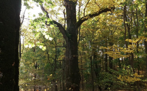 1_Gelgaudu azuolas (2)_r1.jpg